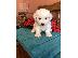 PoulaTo: Bichon Frise Puppies